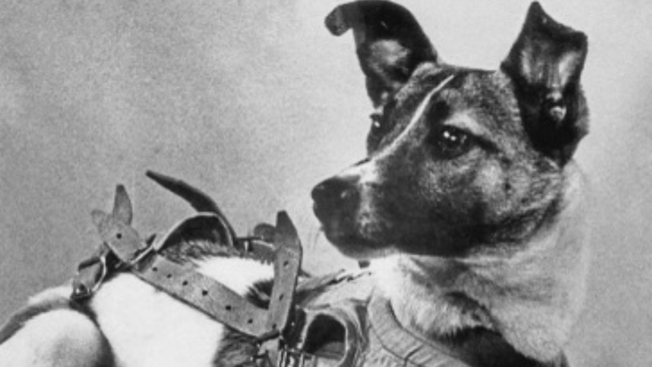 Se cumplen 67 años desde que Laika fue lanzada al espacio: La triste historia del primer ser vivo en orbitar la tierra
