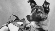 Se cumplen 67 años desde que Laika fue lanzada al espacio: La triste historia del primer ser vivo en orbitar la tierra