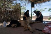 Elefantes y leones huyen de la violencia, trasladan a 700 animales en Sinaloa