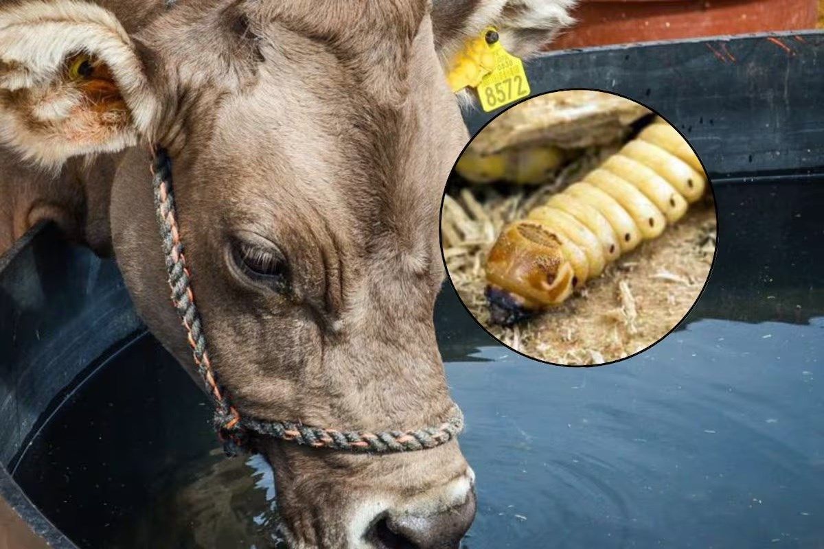 México y Estados Unidos acuerdan medidas contra gusano barrenador para reactivar la exportación de ganado