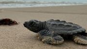 En una playa de México, tortugas en peligro de extinción habitan entre restos del cohete de SpaceX